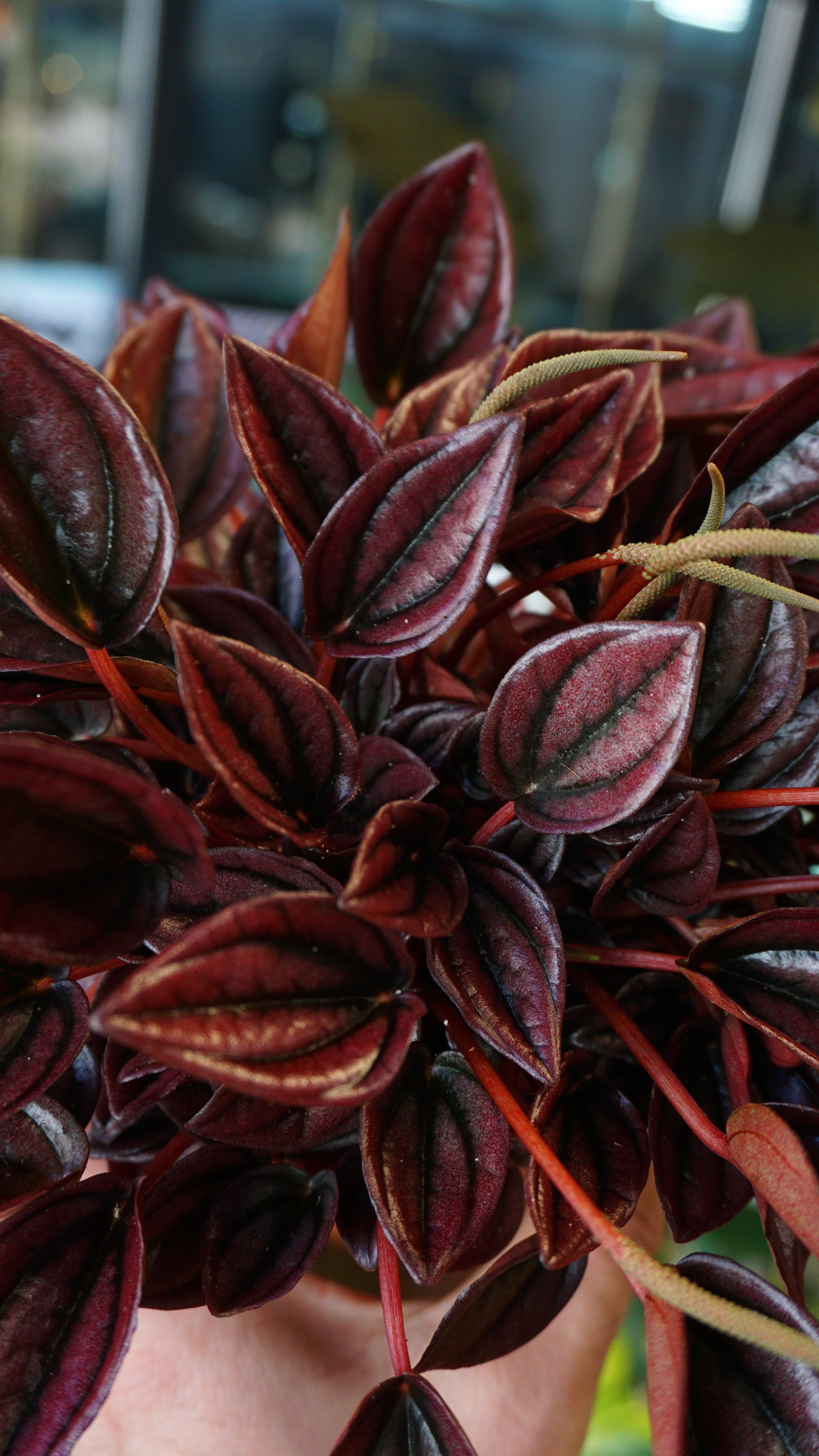 Peperomia Caperata Cayenne studio plantes rares jungle jardinerie strasbourg rare plant shop online pflanzen