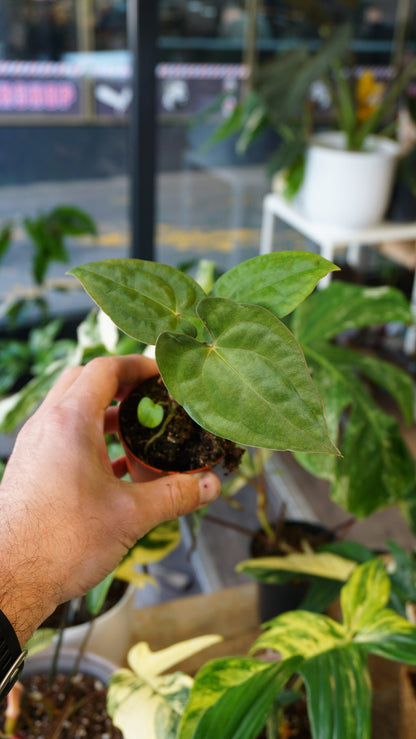 Anthurium Dark Phoenix x Papillilaminum studio plantes rares jungle jardinerie strasbourg rare plant shop online pflanzen