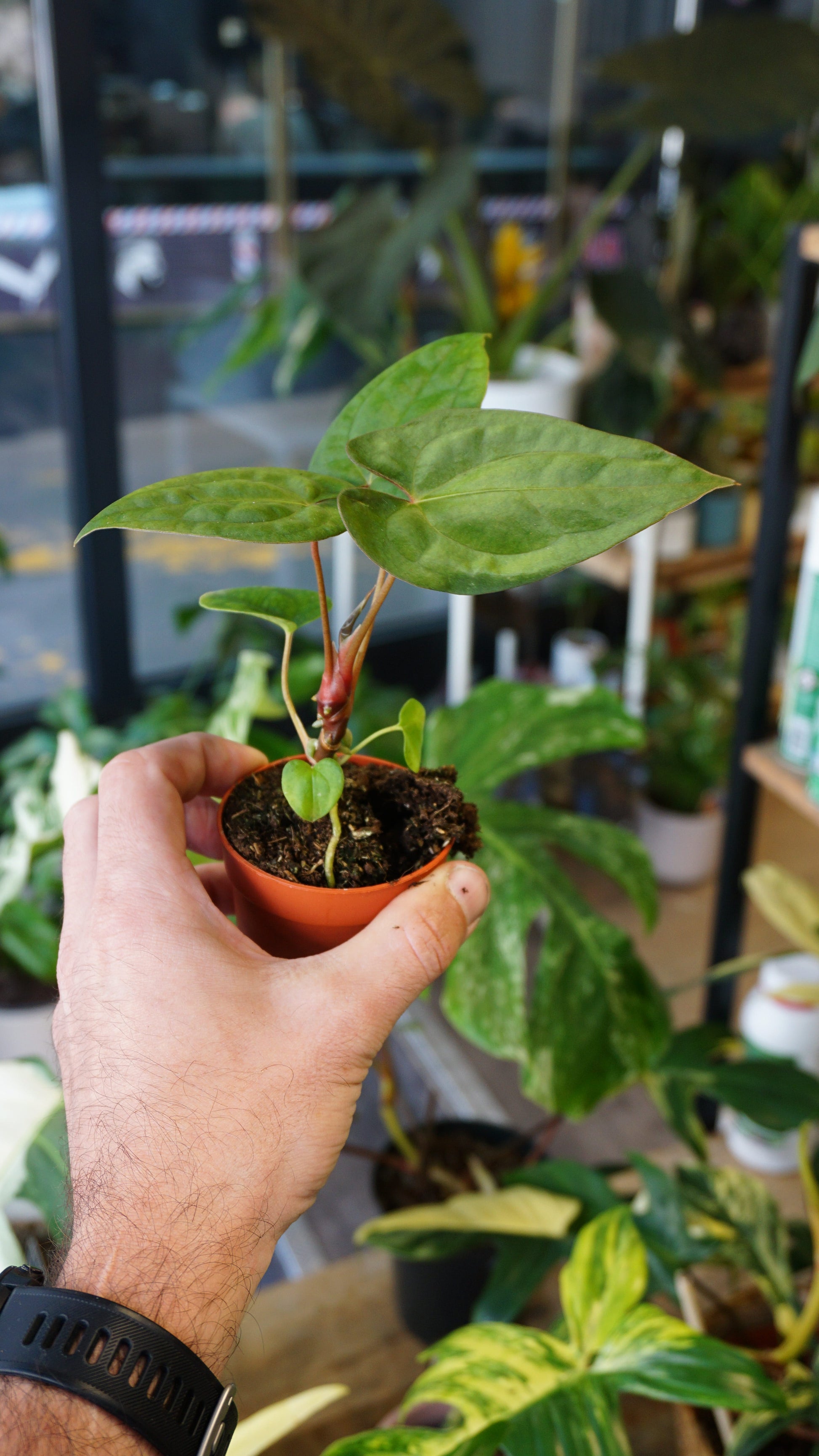 Anthurium Dark Phoenix x Papillilaminum studio plantes rares jungle jardinerie strasbourg rare plant shop online pflanzen