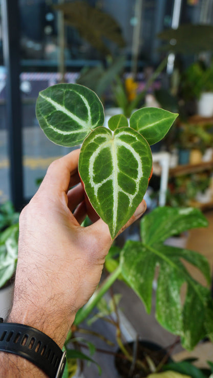 Anthurium Dorayaki