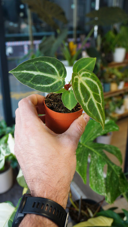 Anthurium Dorayaki