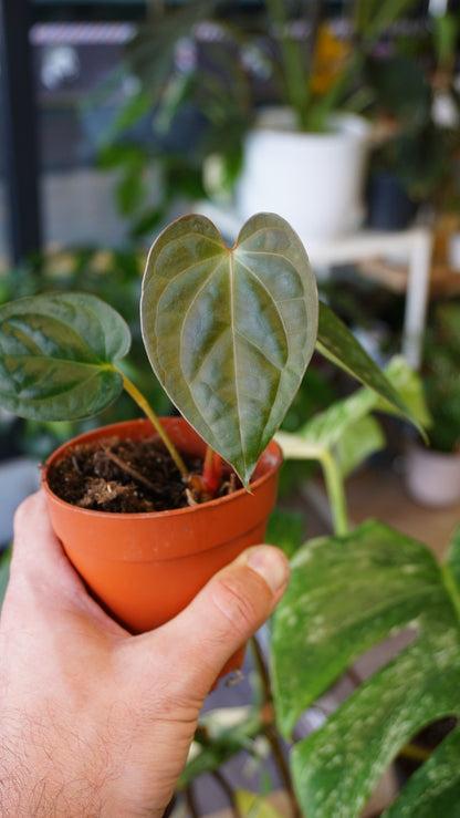 Anthurium Thaizan Love studio plantes rares jungle jardinerie strasbourg rare plant shop online pflanzen captain aroid hybrid