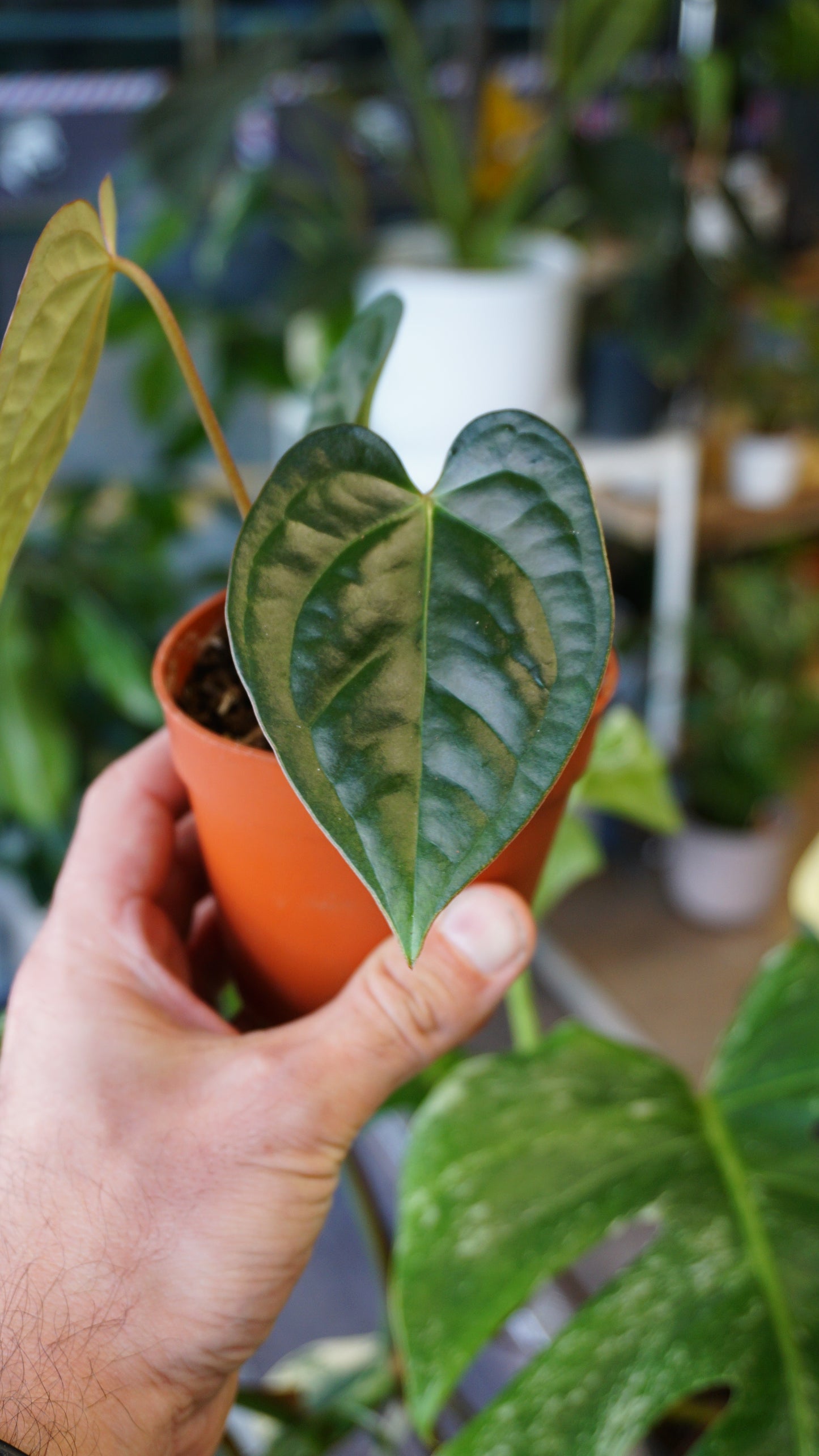 Anthurium Thaizan Love studio plantes rares jungle jardinerie strasbourg rare plant shop online pflanzen captain aroid hybrid
