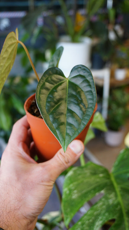 Anthurium Thaizan Love studio plantes rares jungle jardinerie strasbourg rare plant shop online pflanzen captain aroid hybrid