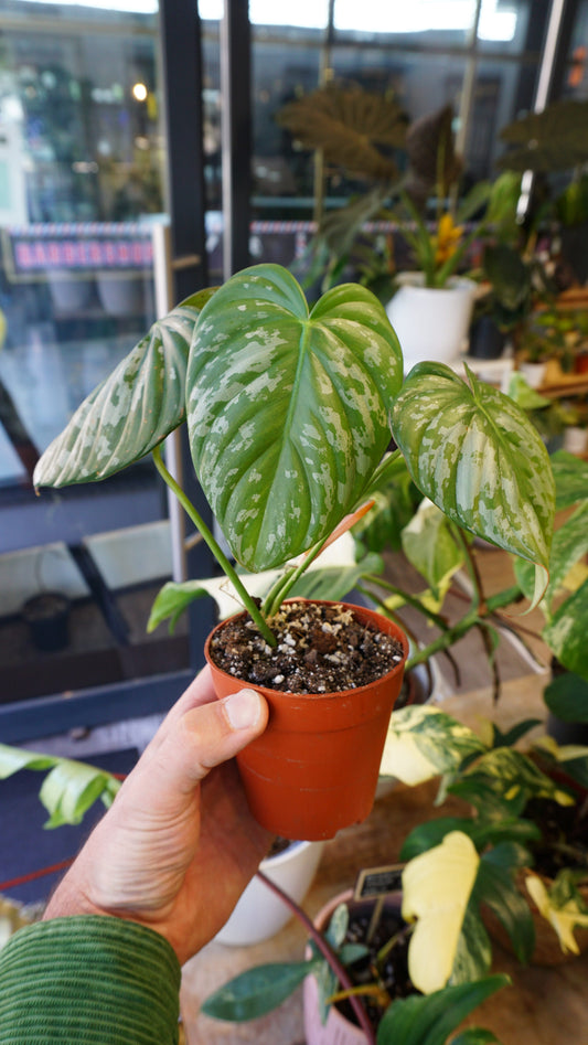 Philodendron McDowell x Brandtianum