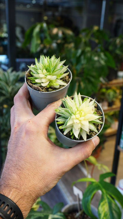 Haworthia Marumiana Variegata plante grasse succulente studio plantes rares jungle jardinerie strasbourg rare plant shop online pflanzen