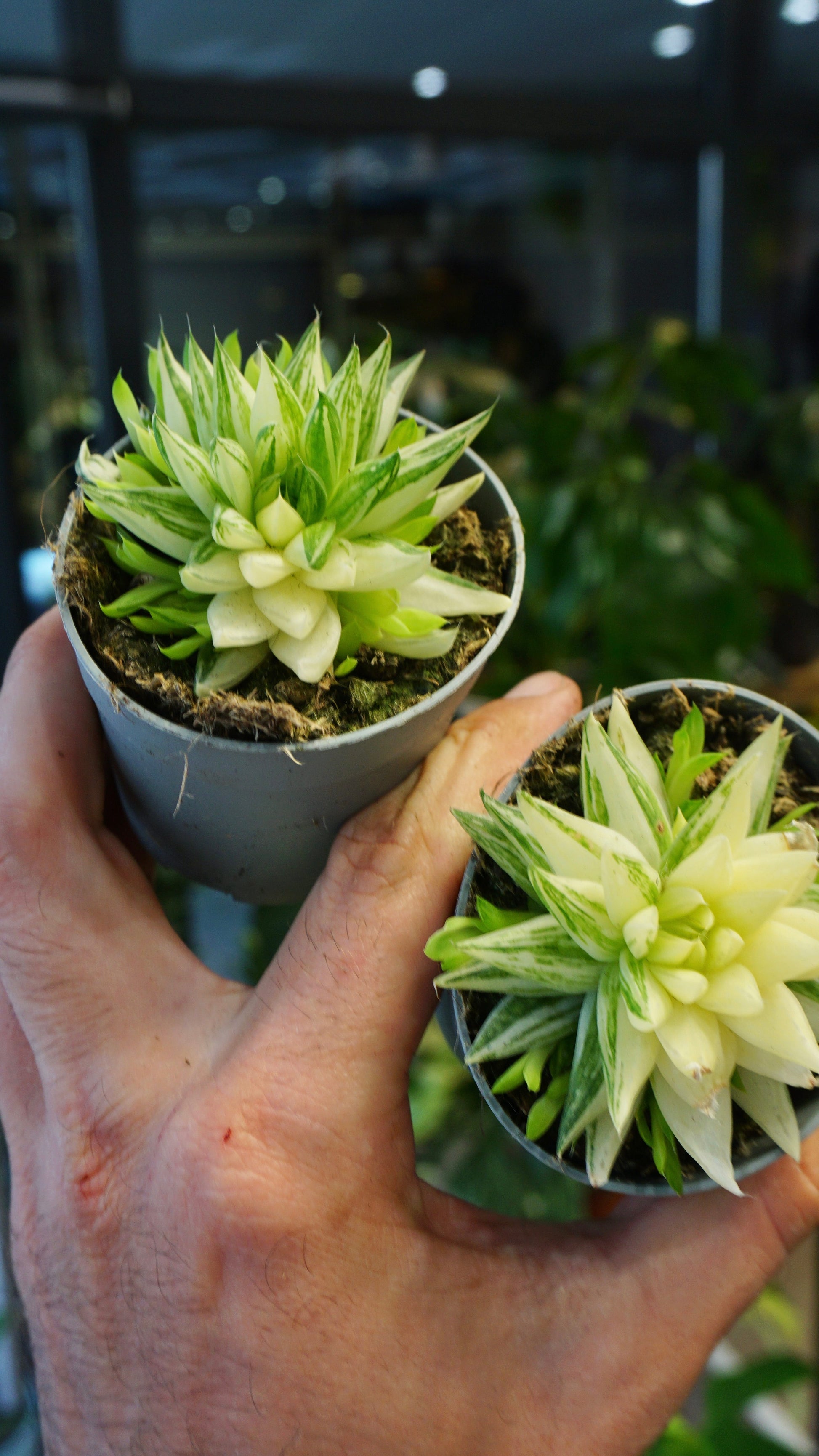 Haworthia Marumiana Variegata plante grasse succulente studio plantes rares jungle jardinerie strasbourg rare plant shop online pflanzen