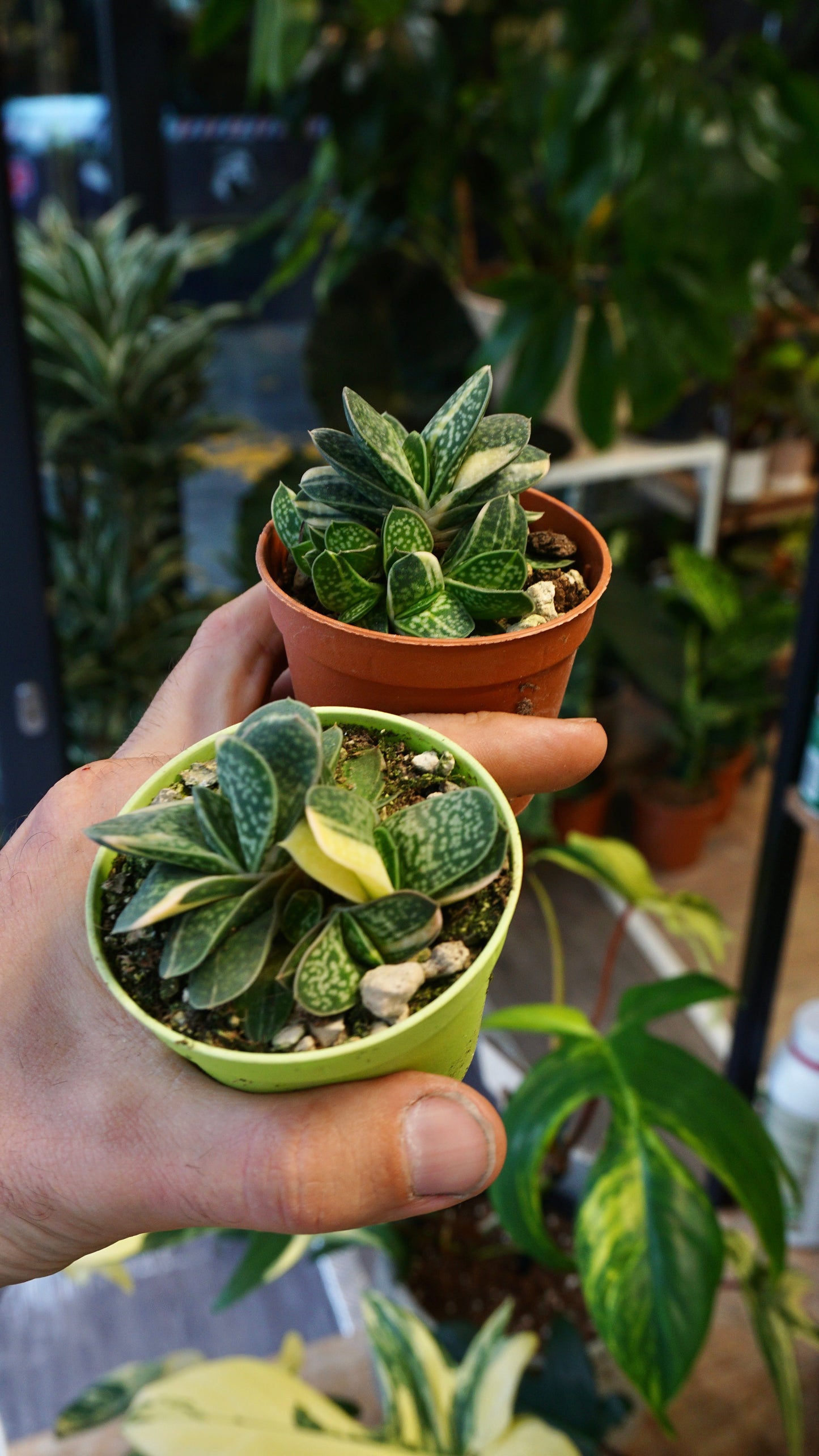 Gasteria Verrucosa variegata plante grasse succulente studio plantes rares jungle jardinerie strasbourg rare plant shop online pflanzen