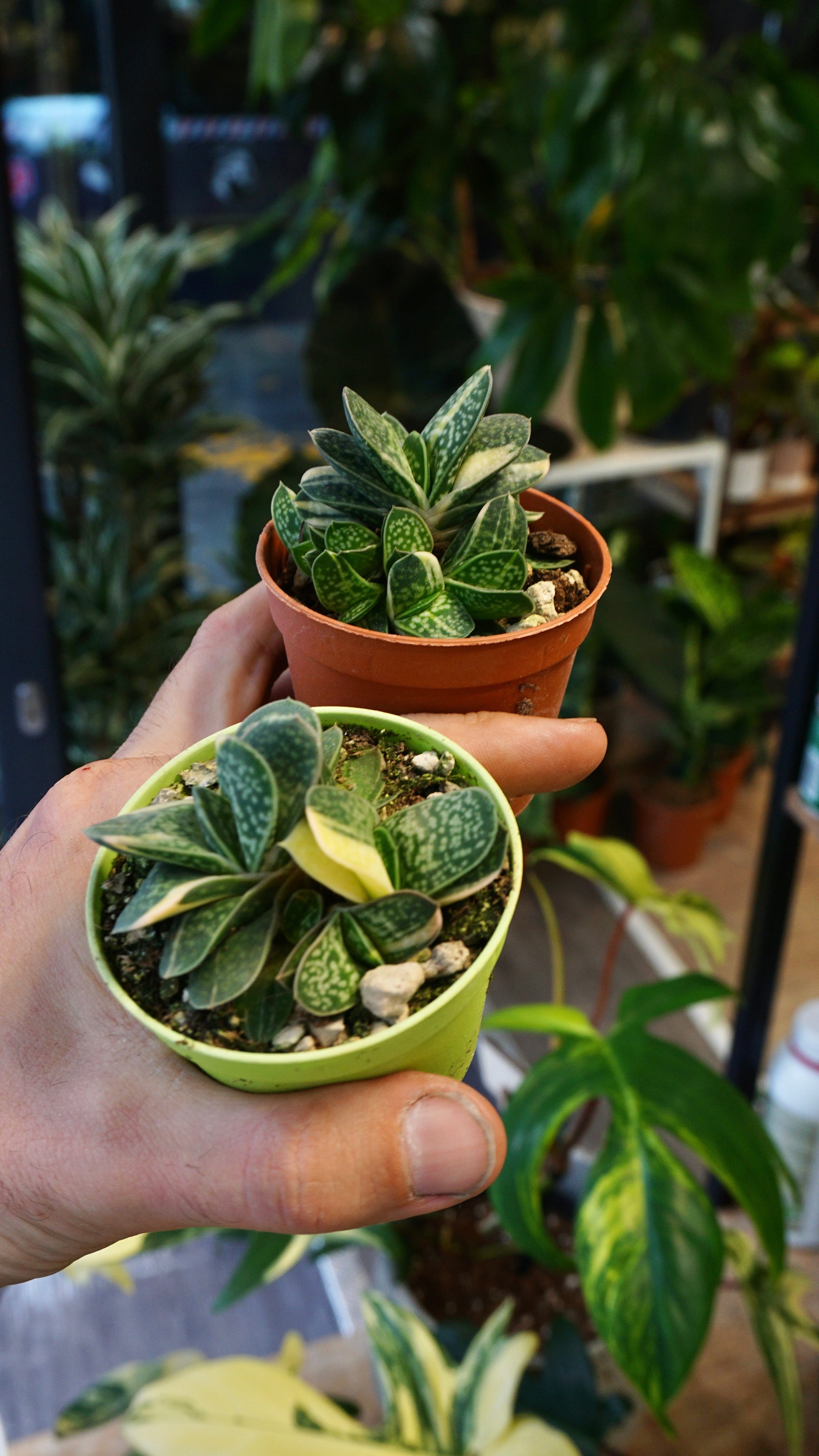 Gasteria Verrucosa variegata plante grasse succulente studio plantes rares jungle jardinerie strasbourg rare plant shop online pflanzen