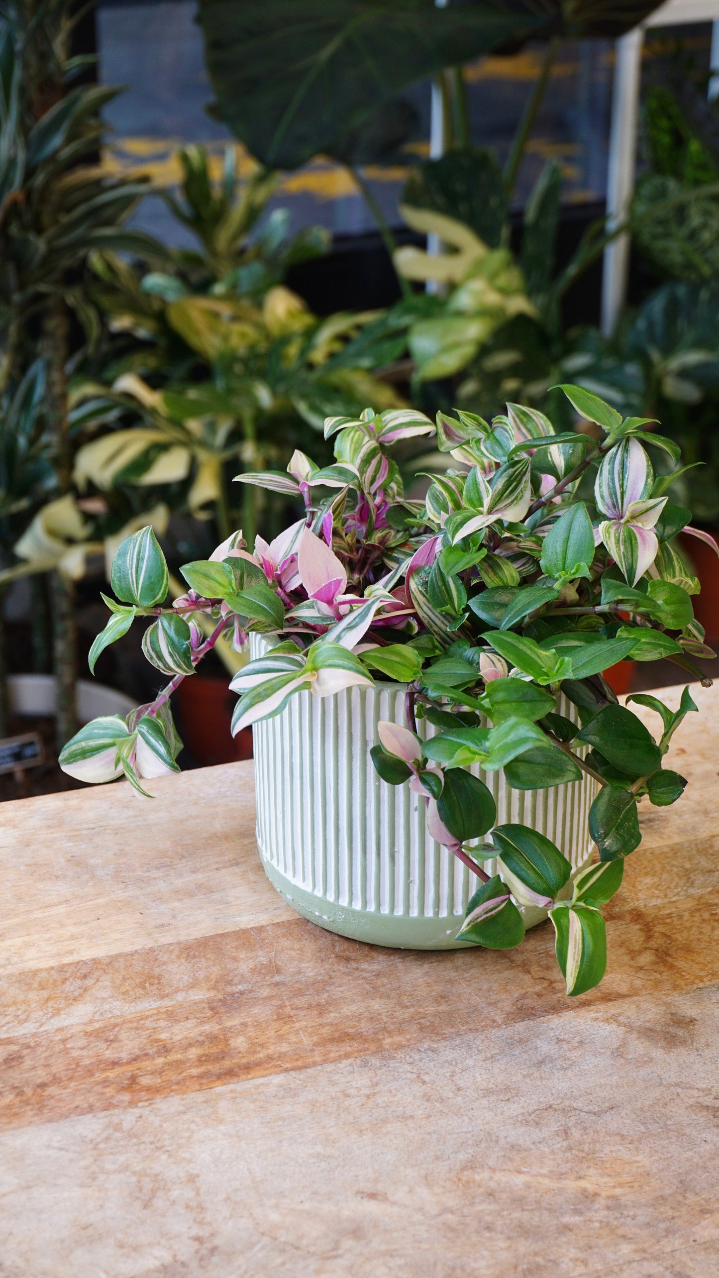 Tradescantia Quadricolore plante grasse succulente studio plantes rares jungle jardinerie strasbourg rare plant shop online pflanzen