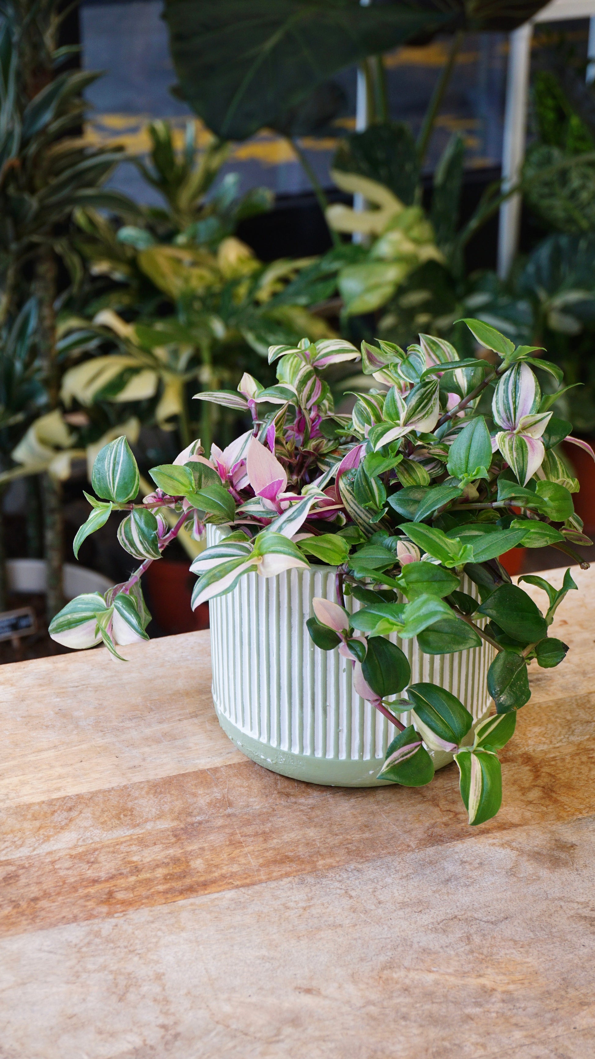 Tradescantia Quadricolore plante grasse succulente studio plantes rares jungle jardinerie strasbourg rare plant shop online pflanzen