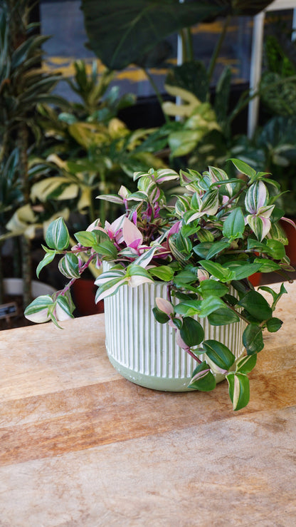 Tradescantia Quadricolore plante grasse succulente studio plantes rares jungle jardinerie strasbourg rare plant shop online pflanzen