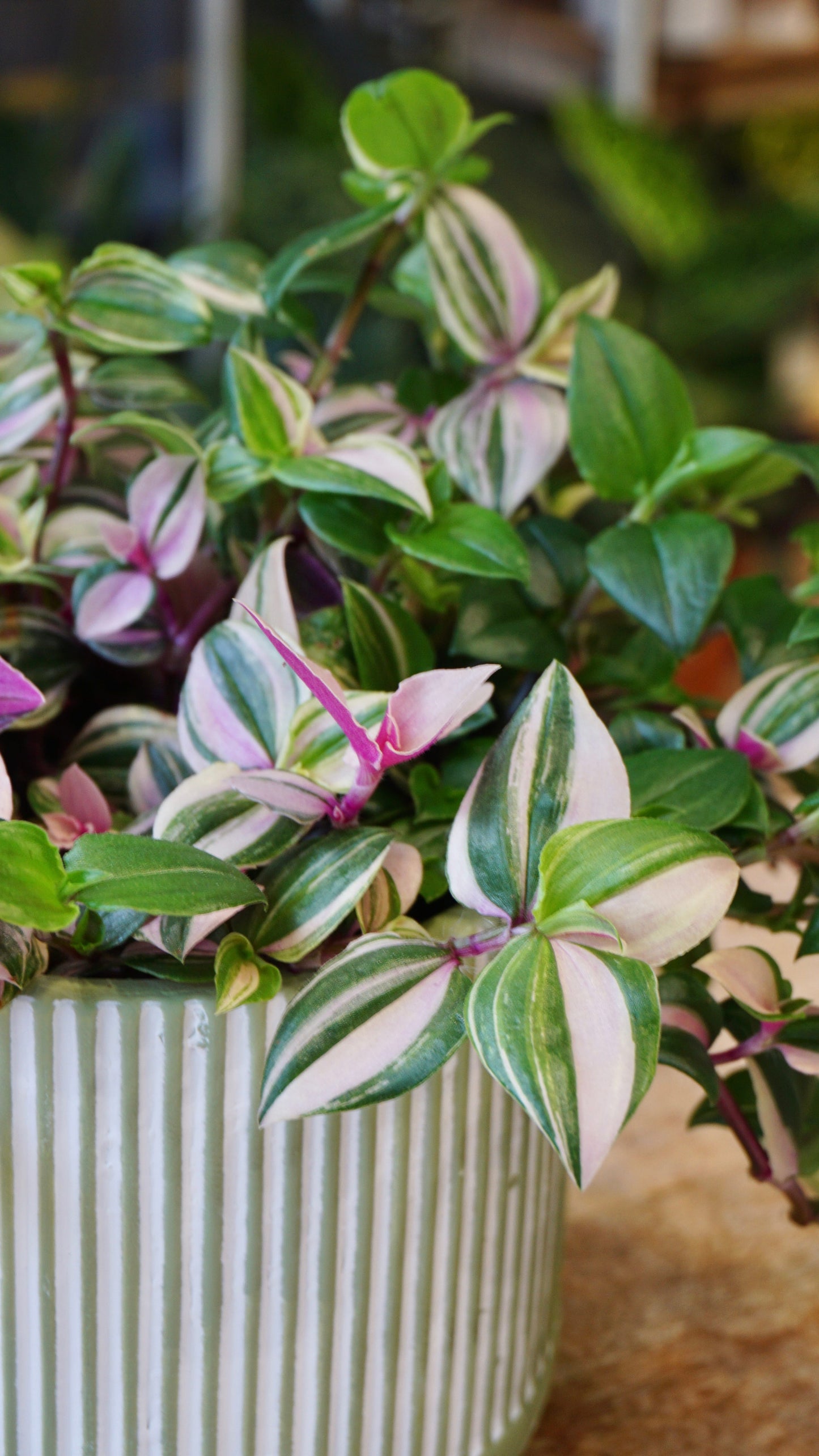 Tradescantia Quadricolore plante grasse succulente studio plantes rares jungle jardinerie strasbourg rare plant shop online pflanzen