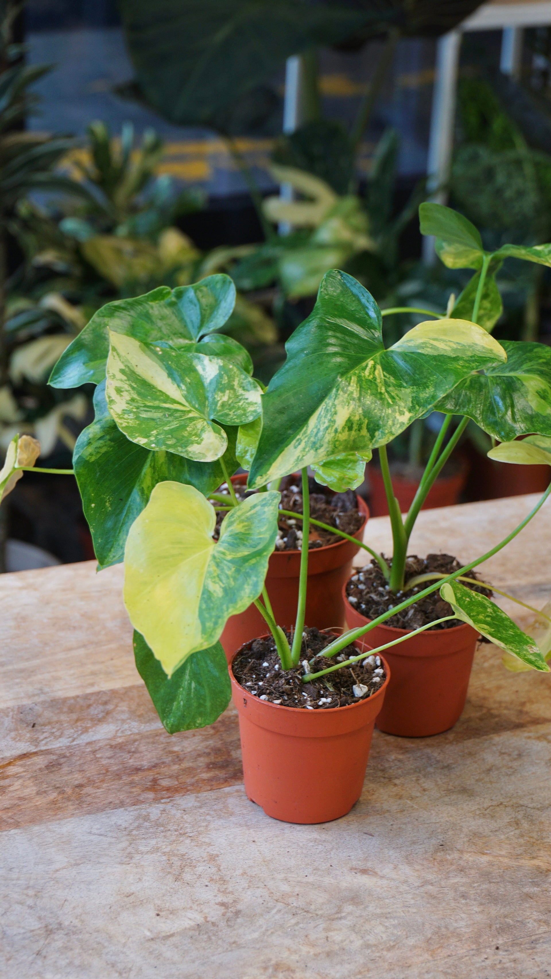 Philodendron Florida Ghost | Seltene Zimmerpflanze
