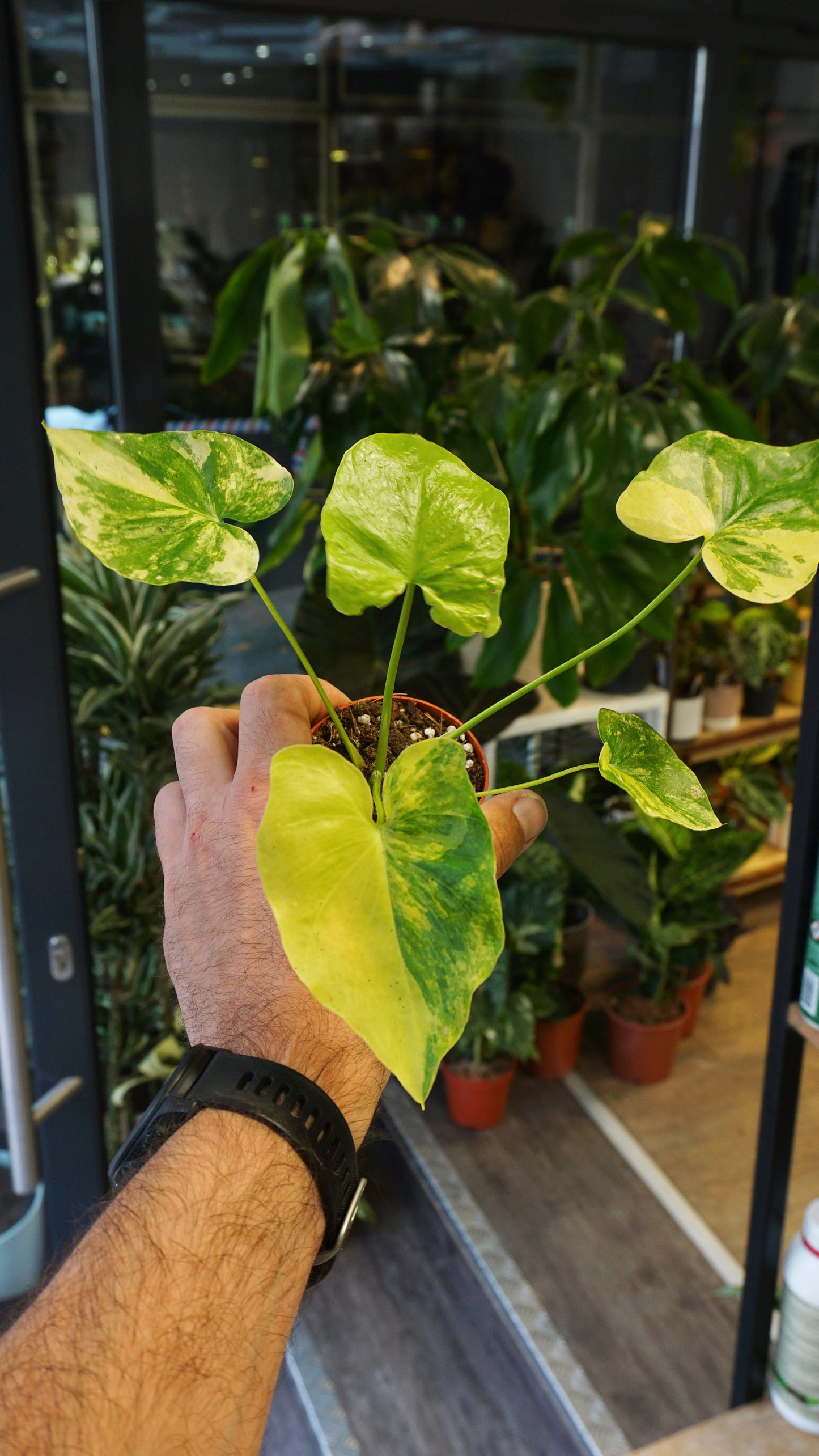 Thaumatophyllum Bipinnatifidum Aurea - Philodendron Bipinnatifidum