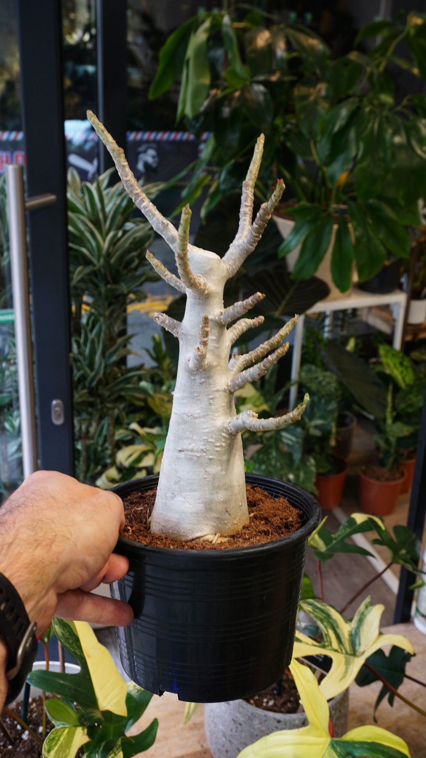 Rose du désert - Adenium Obesum desert rose flower fleur studio plantes rares jungle jardinerie strasbourg rare plant shop online pflanzen