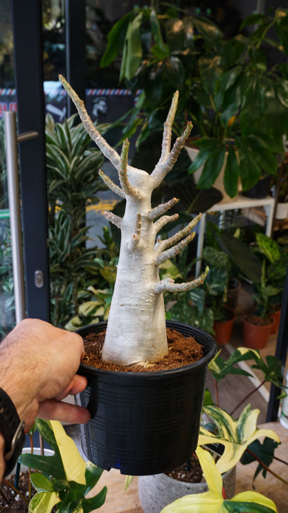 Rose du désert - Adenium Obesum desert rose flower fleur studio plantes rares jungle jardinerie strasbourg rare plant shop online pflanzen