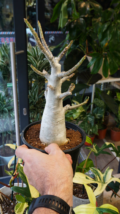 Rose du désert - Adenium Obesum desert rose flower fleur studio plantes rares jungle jardinerie strasbourg rare plant shop online pflanzen