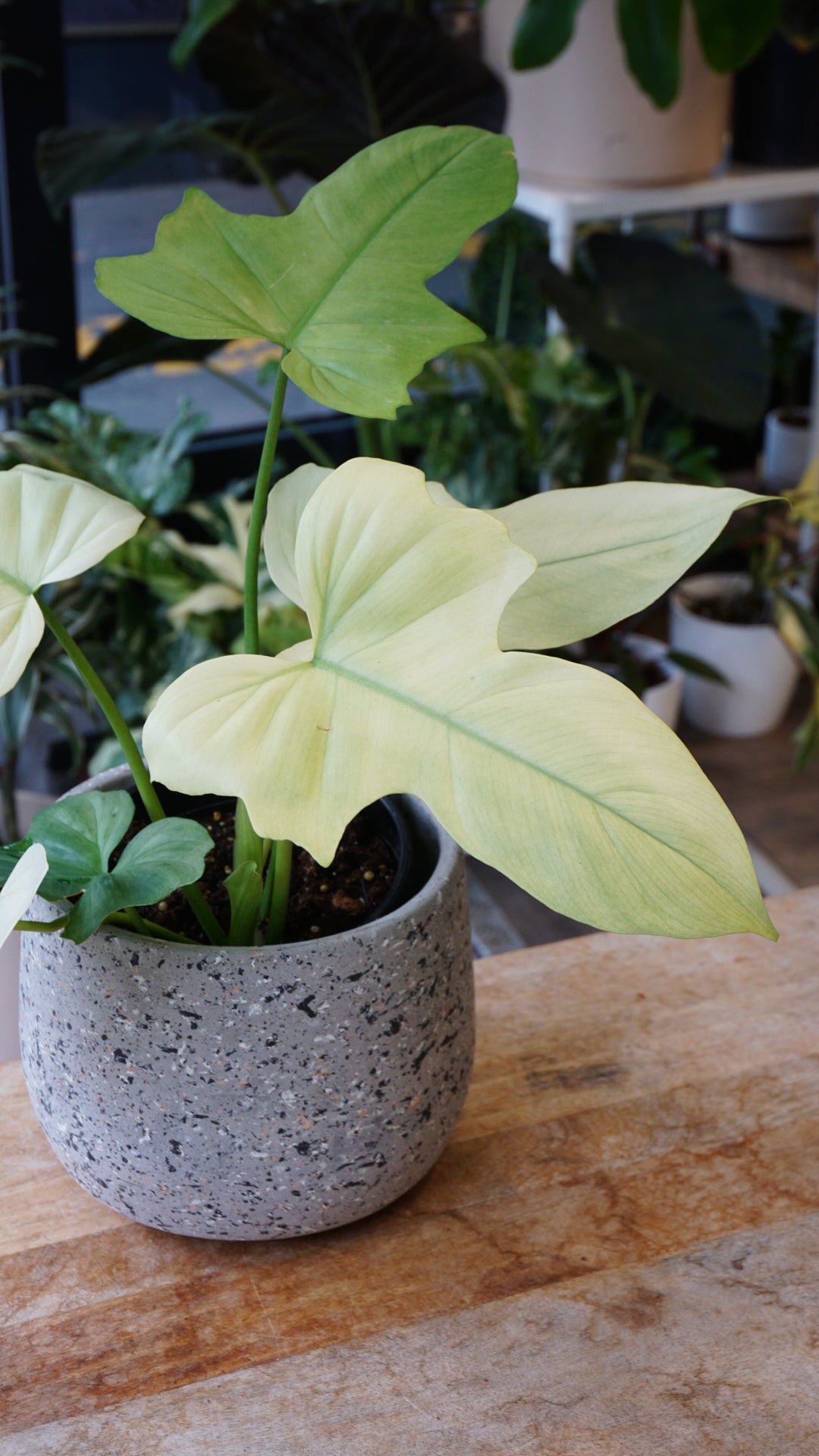 Philodendron Dragon Mint