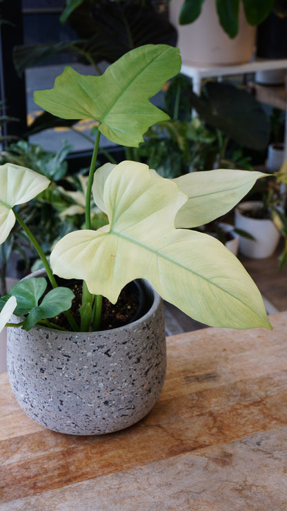 Philodendron Dragon Mint