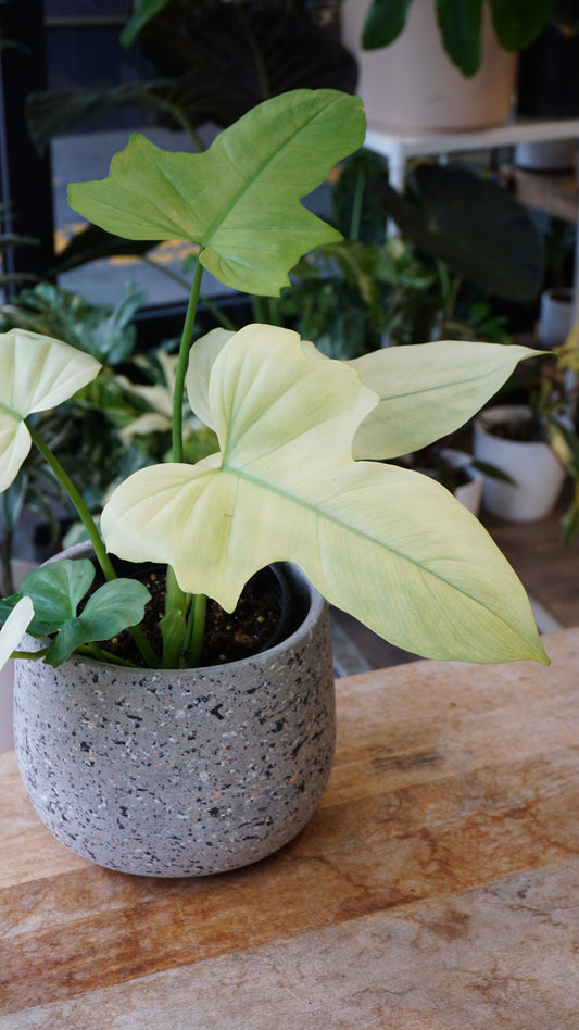 Philodendron Dragon Mint