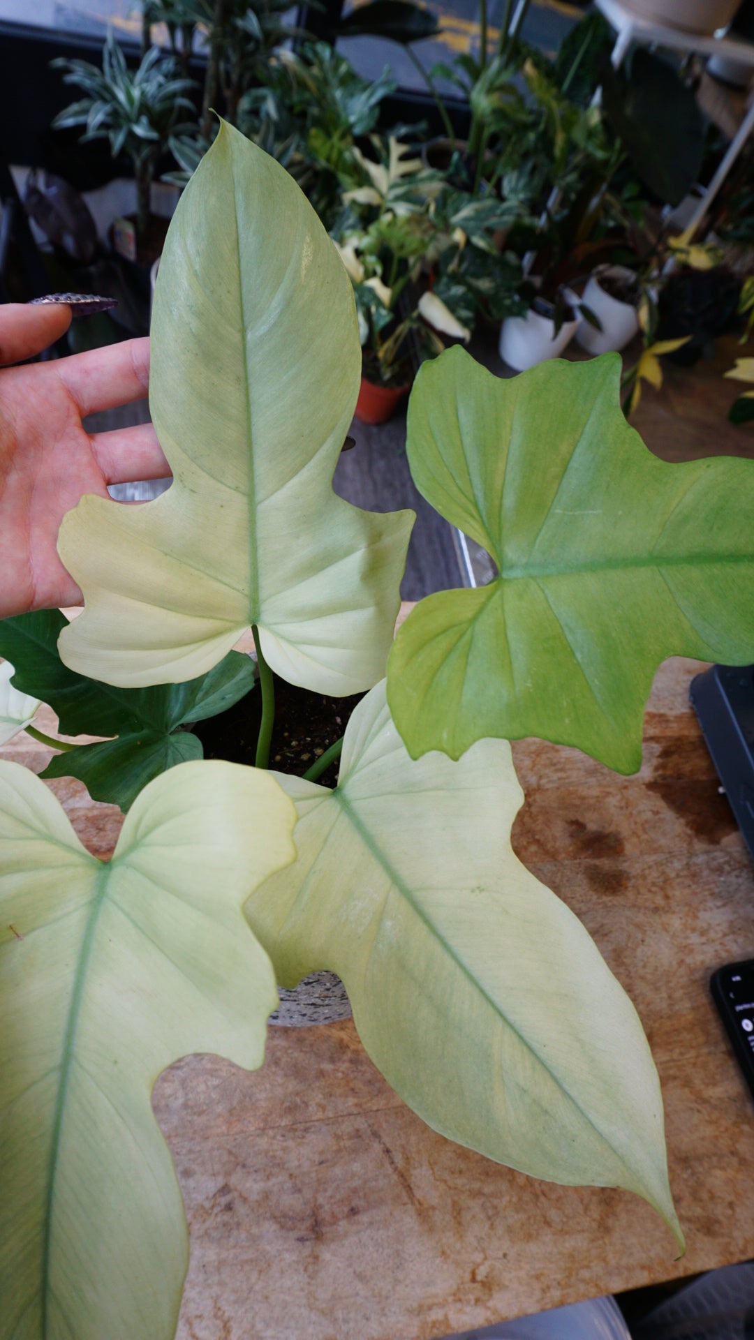 Philodendron Dragon Mint