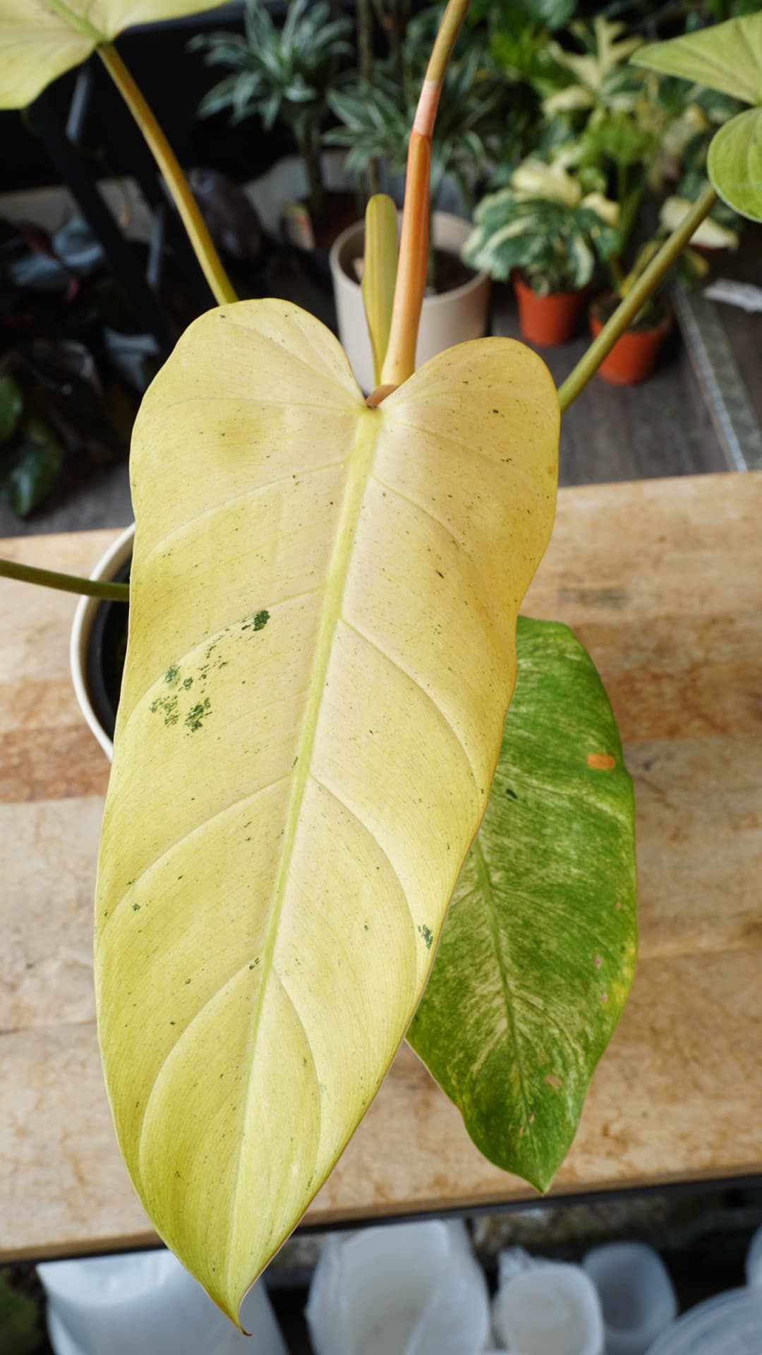 Philodendron Whipple Way
