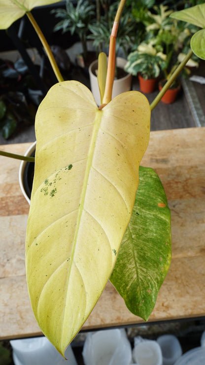 Philodendron Whipple Way