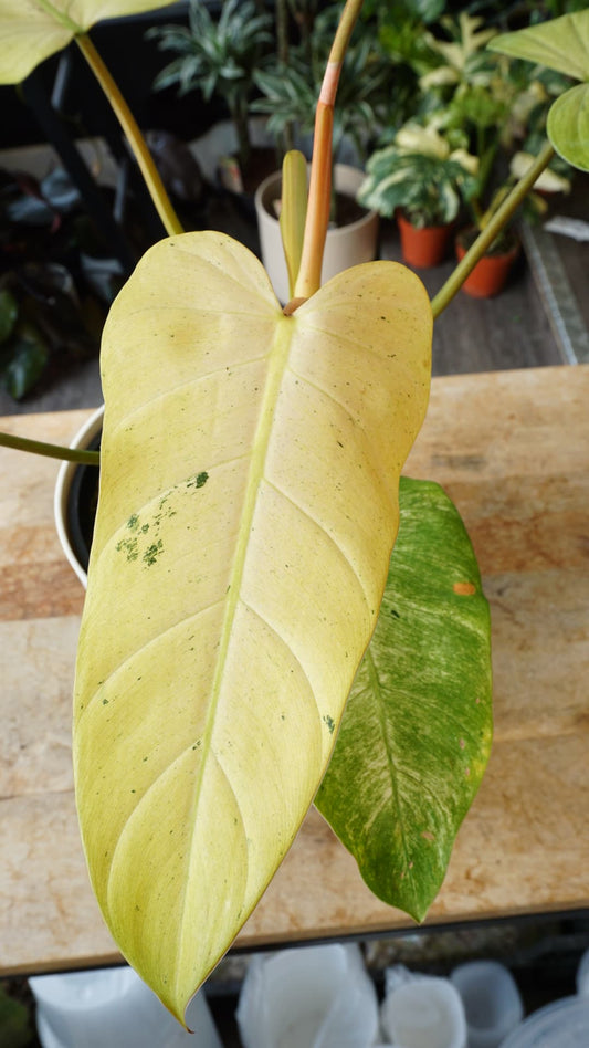 Philodendron Whipple Way