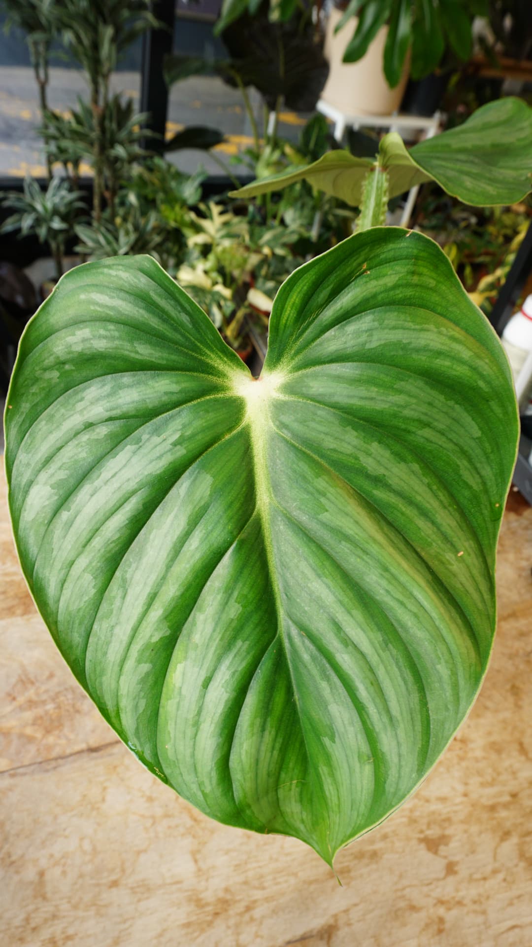 Philodendron Plowmanii Citrus