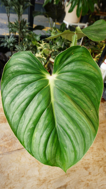 Philodendron Plowmanii Citrus