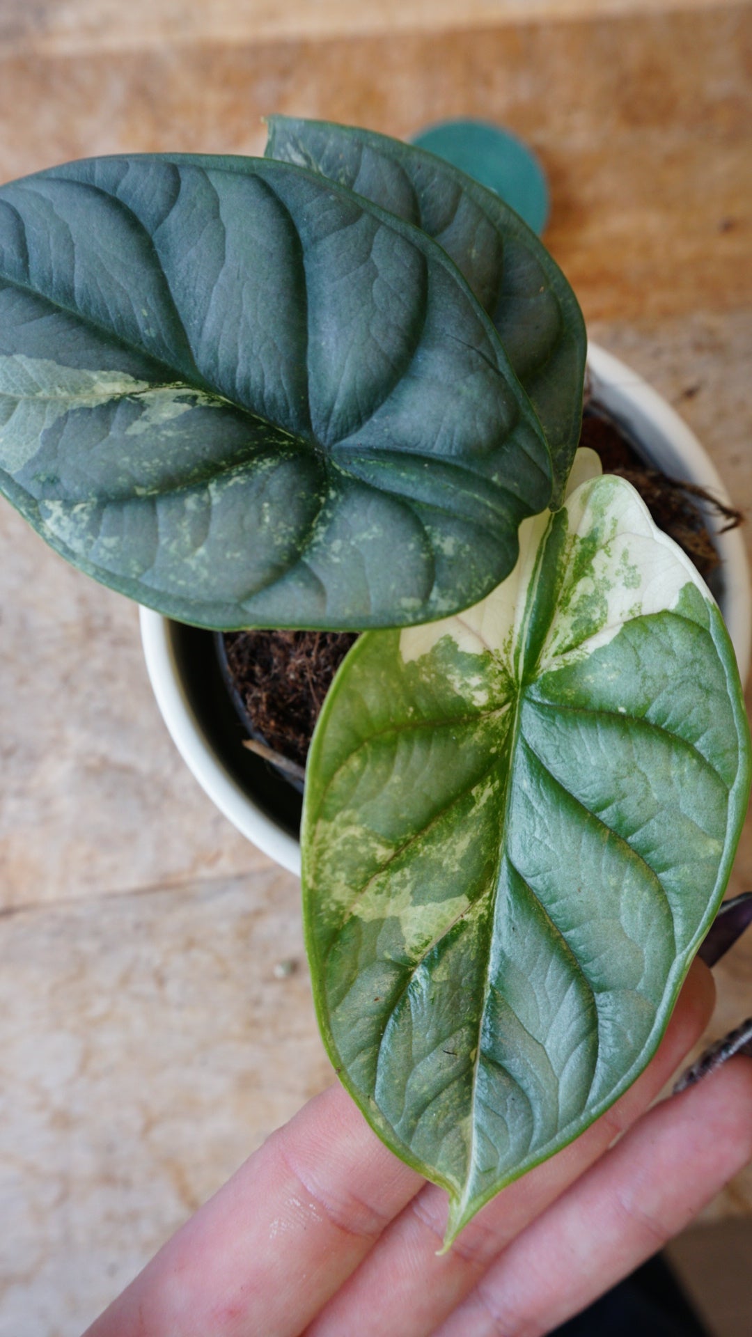 Alocasia Silver Dragon Variegata