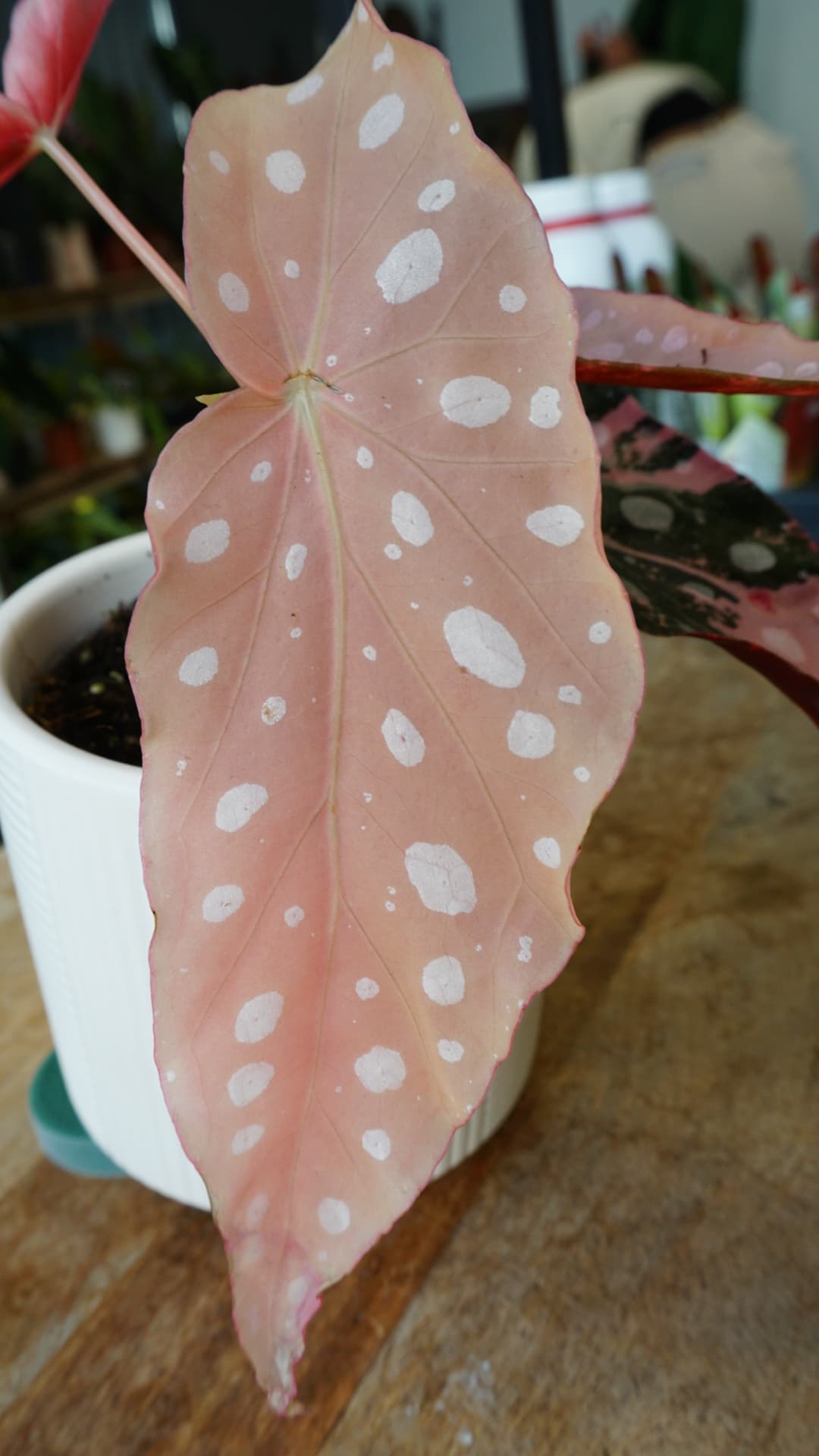 Begonia Maculata Black Forest