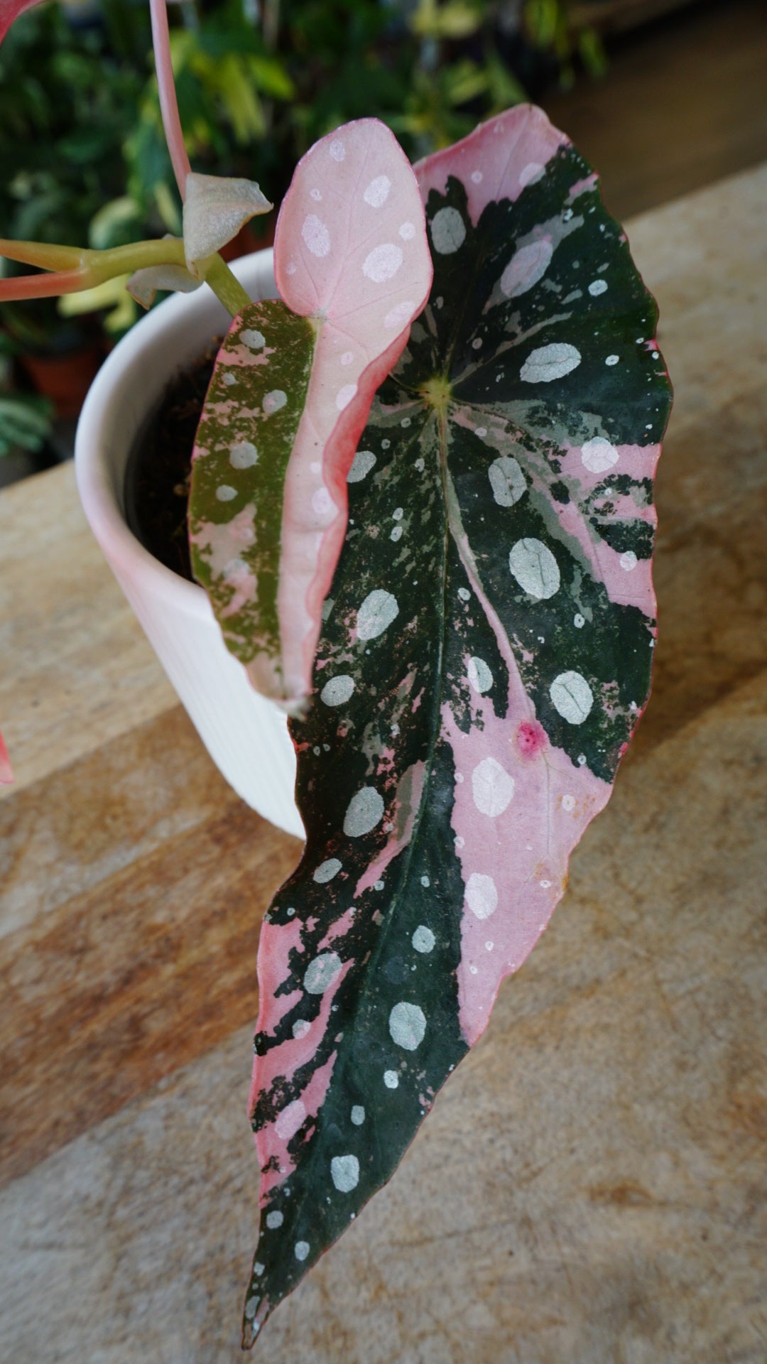 Begonia Maculata Pink Variegata, pink rare plant studio plantes jungle jardinerie strasbourg pflanze