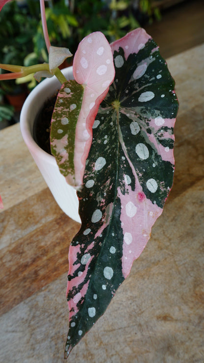 Begonia Maculata Pink Variegata, pink rare plant studio plantes jungle jardinerie strasbourg pflanze