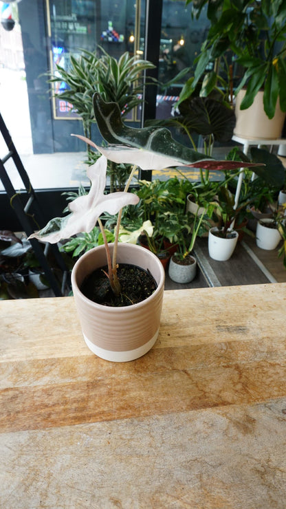 Alocasia Nobilis Pink Variegated