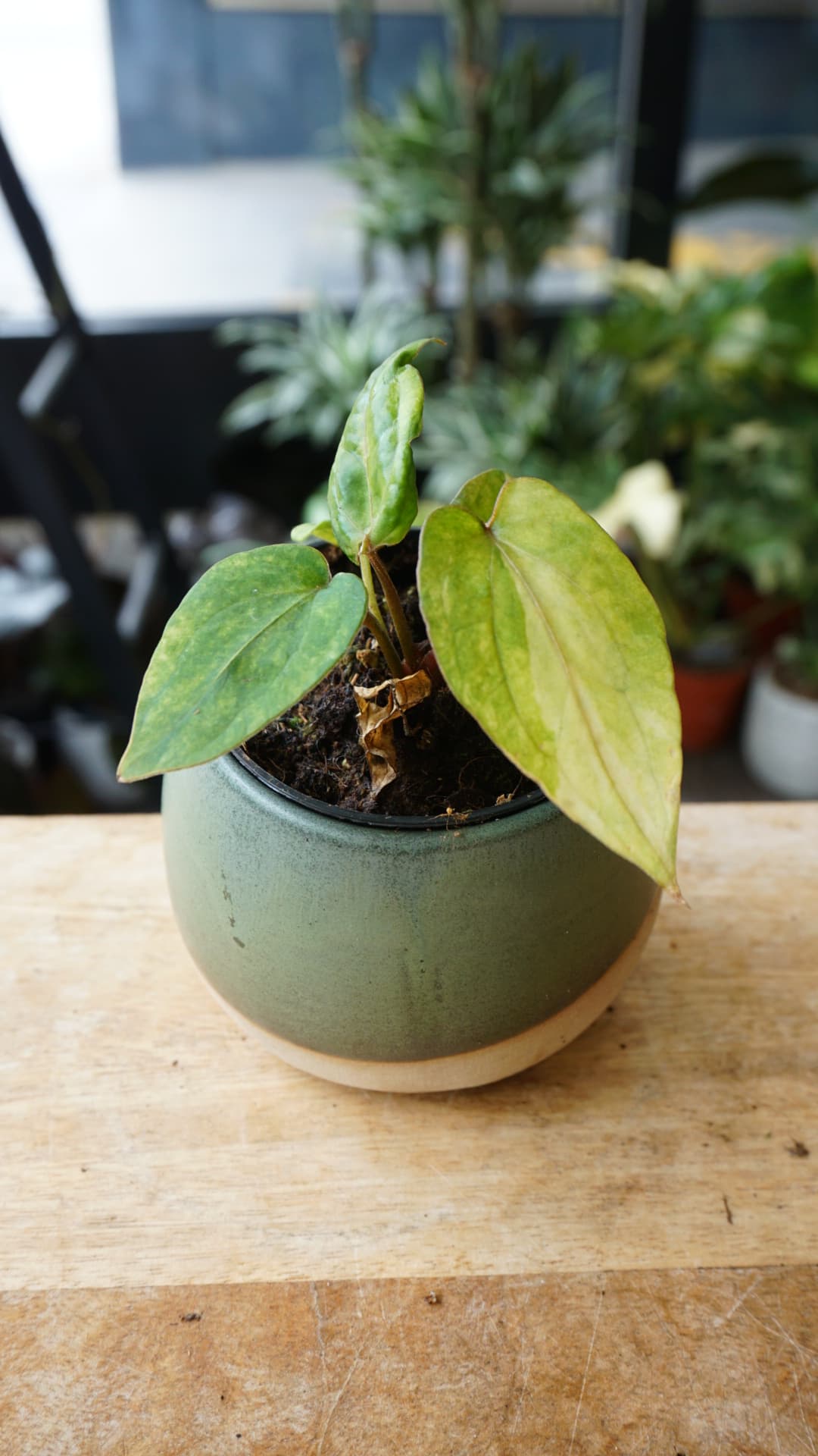 Anthurium Dark Phoenix Variegata