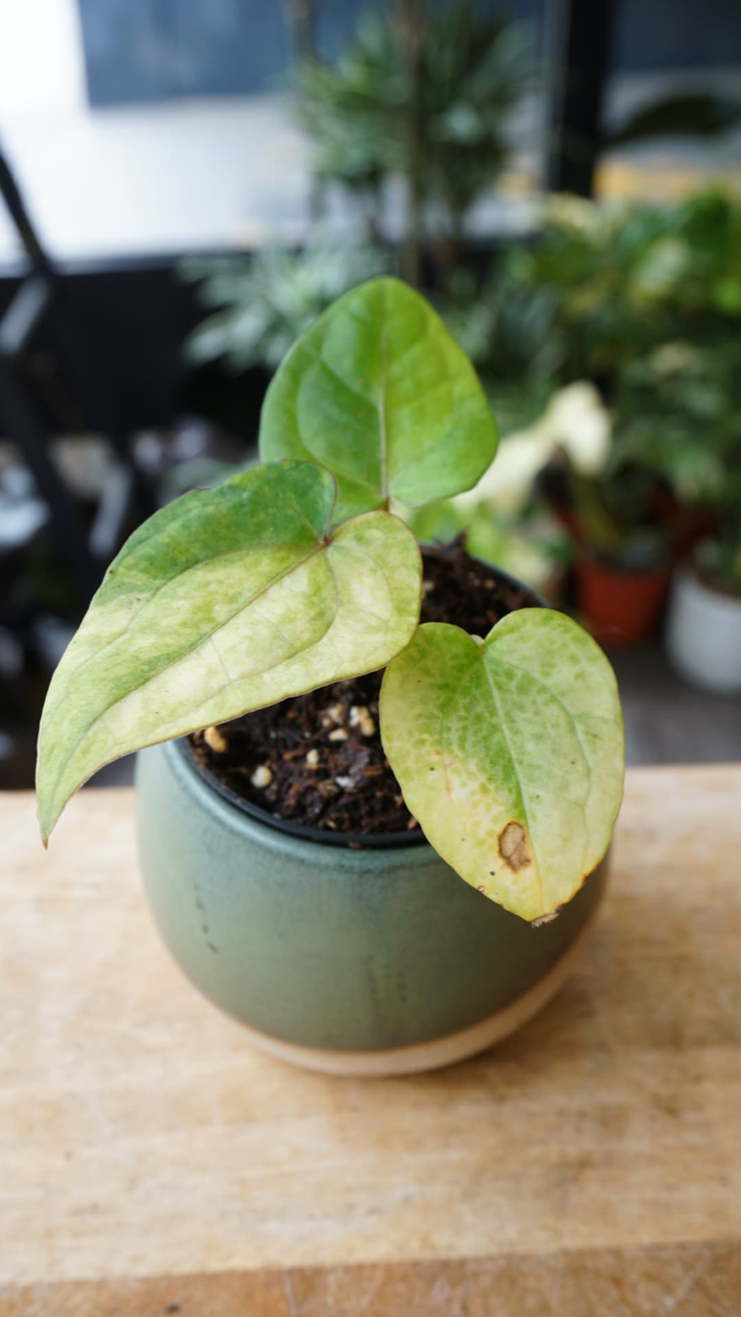 Anthurium Dark Phoenix Variegata