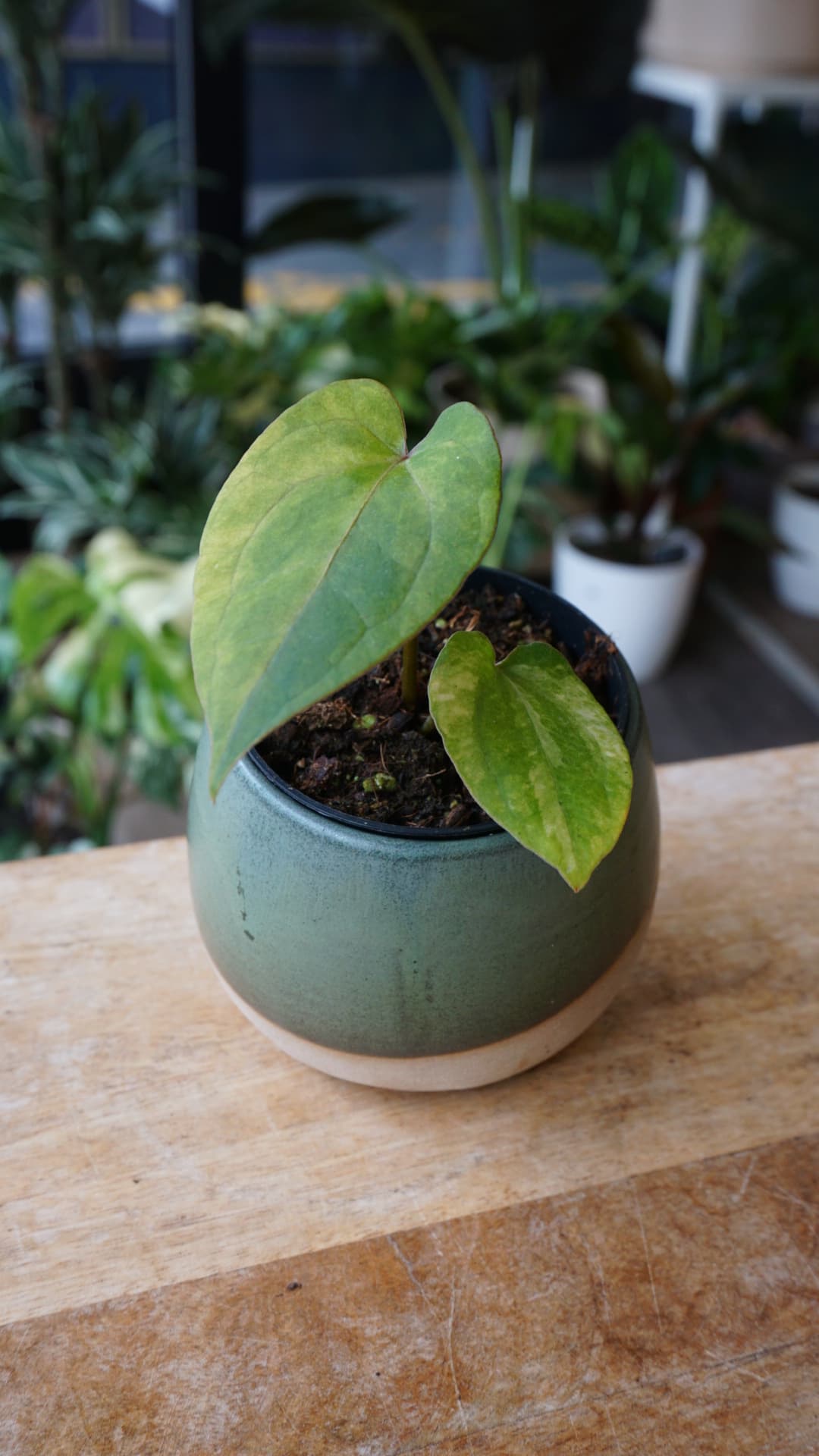 Anthurium Dark Phoenix Variegata