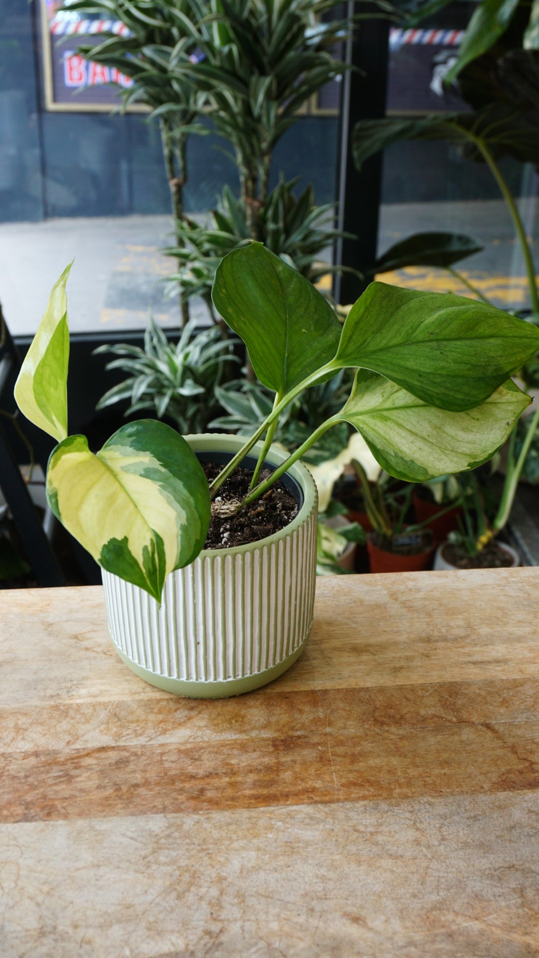 Epipremnum Manjula Gold