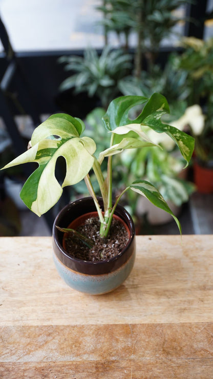 Rhaphidophora Tetrasperma Variegata - Monstera Minima Variegata small