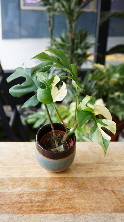 Rhaphidophora Tetrasperma Variegata - Monstera Minima Variegata small