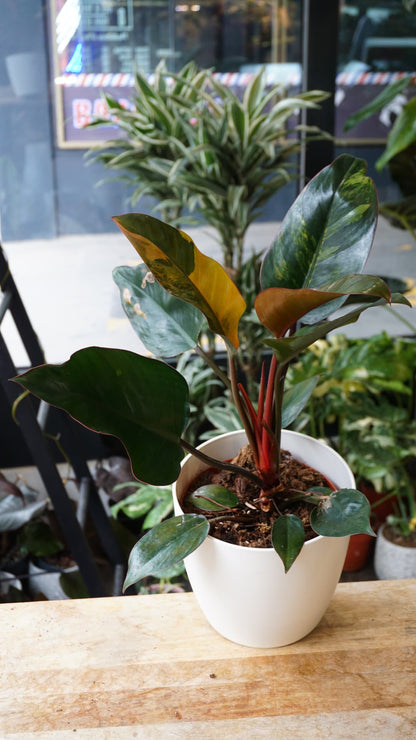 Philodendron Red Congo Variegata
