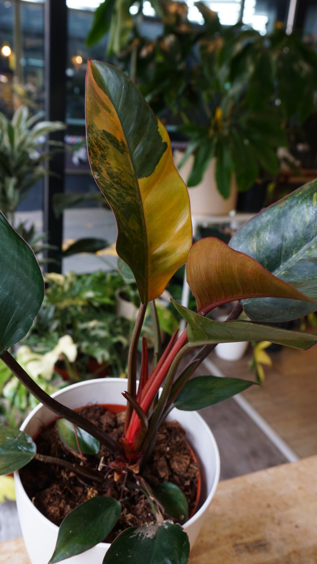 Philodendron Red Congo Variegata