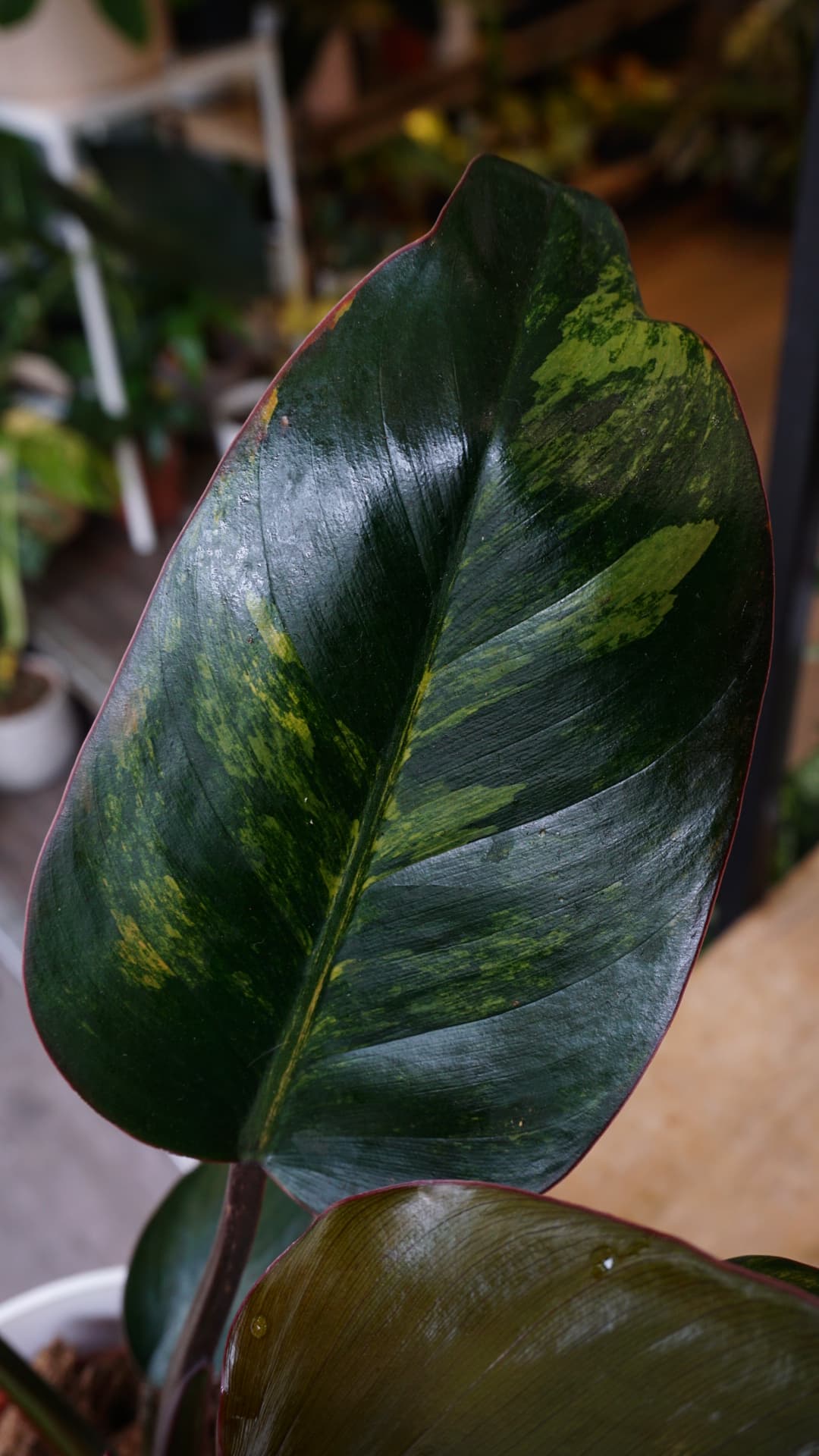 Philodendron Red Congo Variegata