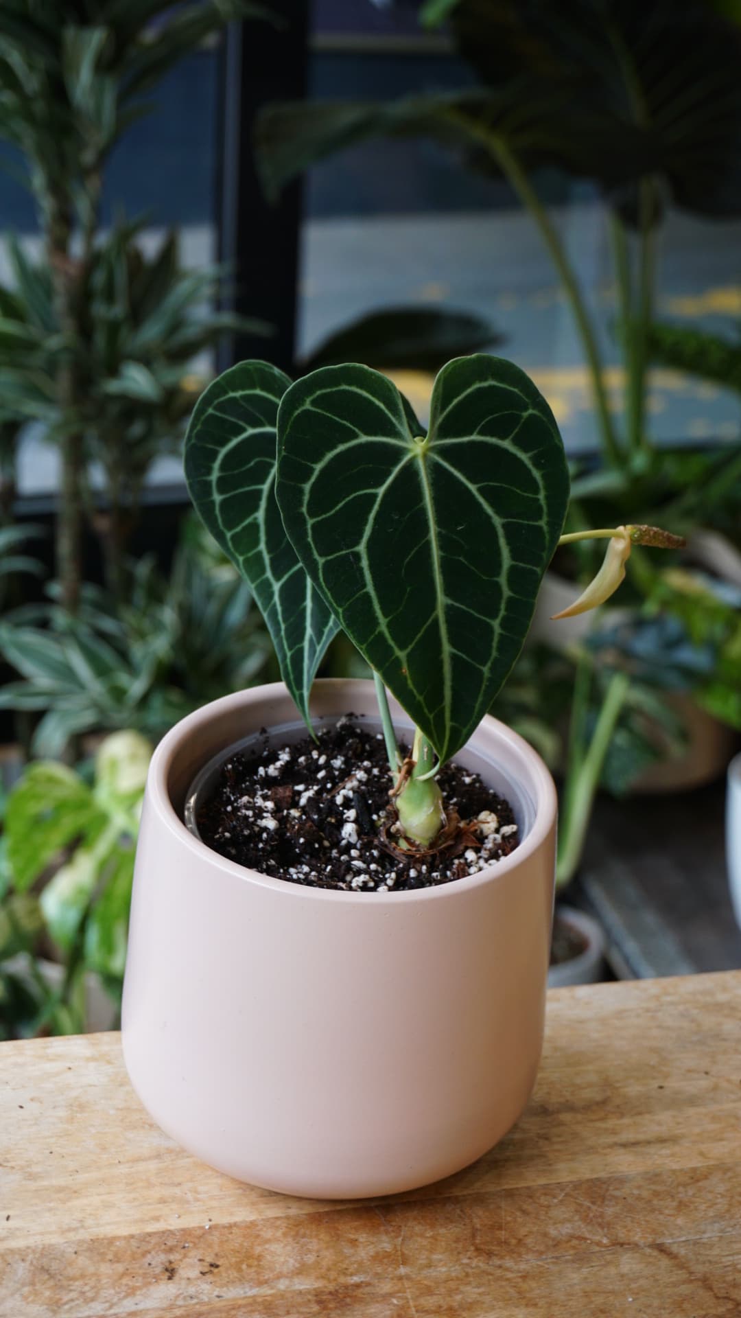 Anthurium Queen of Clarinervium – Spécimen unique Studio Plantes