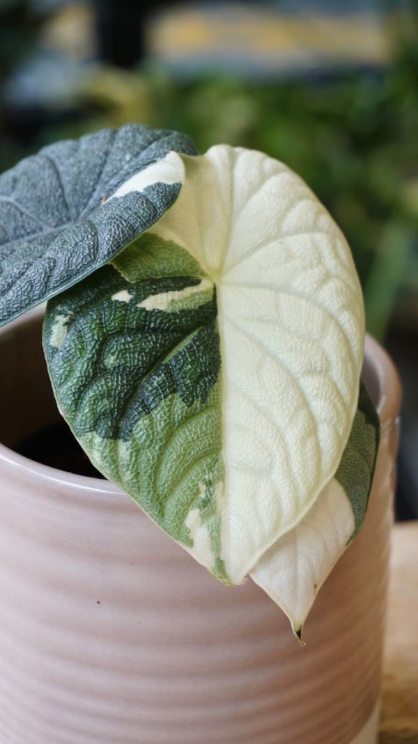 Alocasia Melo Albo