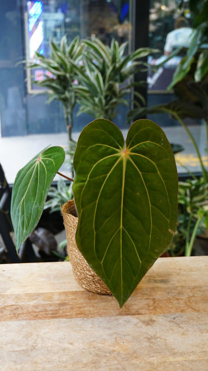 Anthurium Carlablackiae X Antolakii Giant studio plantes rares jungle jardinerie strasbourg rare plant shop online pflanzen