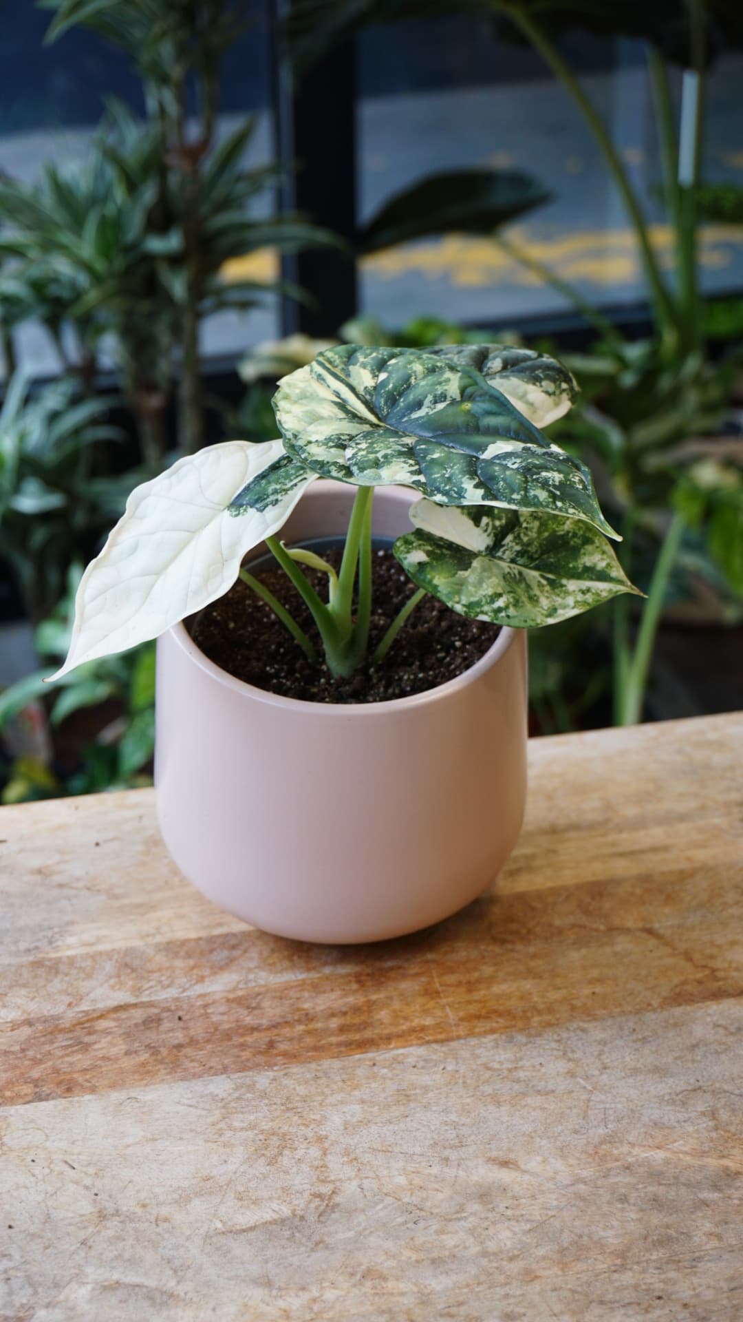 Alocasia Dragon Scale Albo Variegata