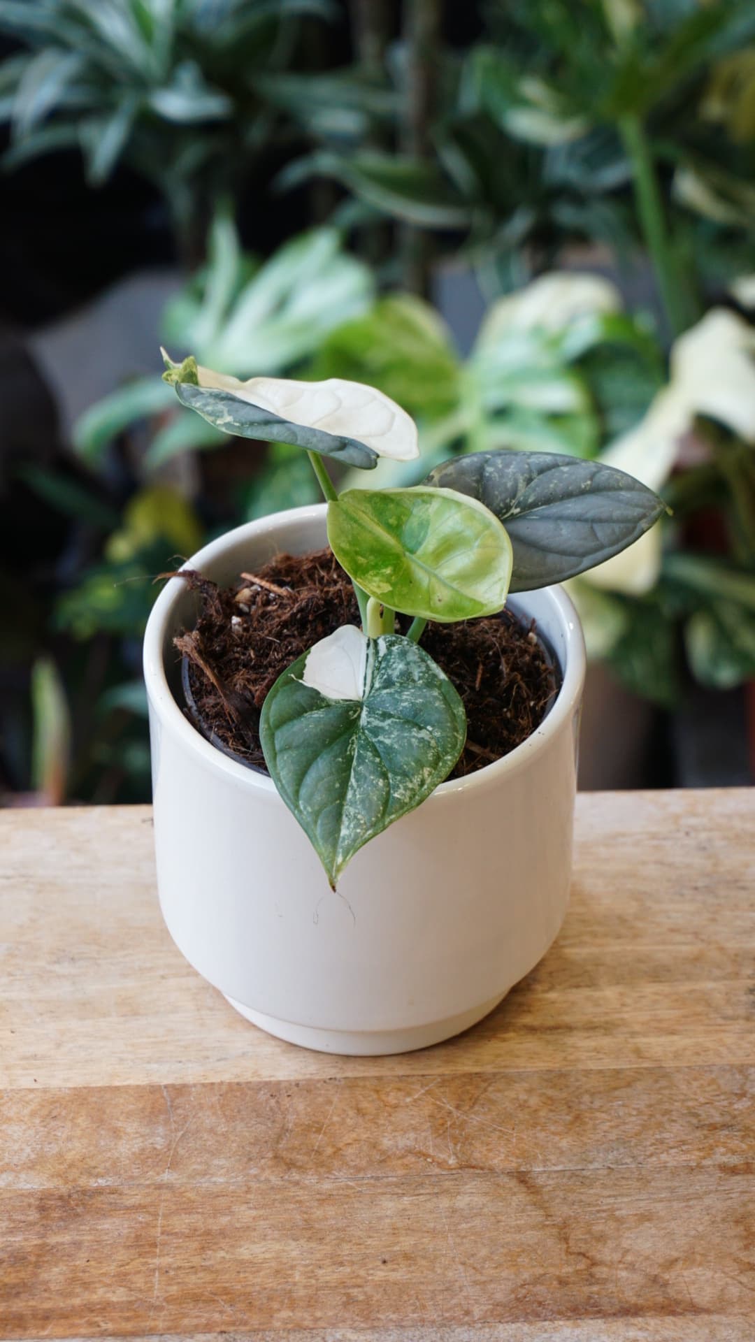 Alocasia Silver Dragon Variegata